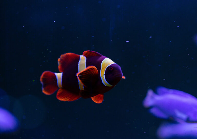 Clown Fish