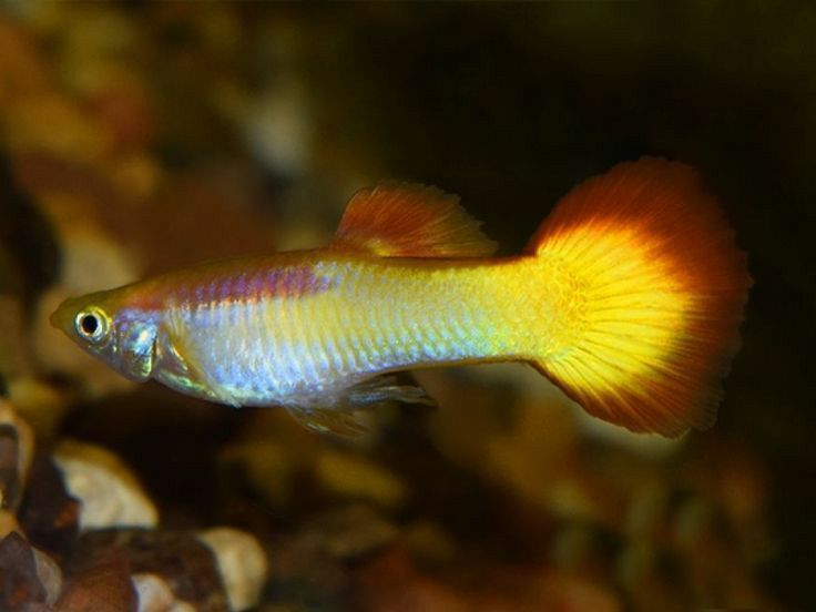 Sunset Guppy