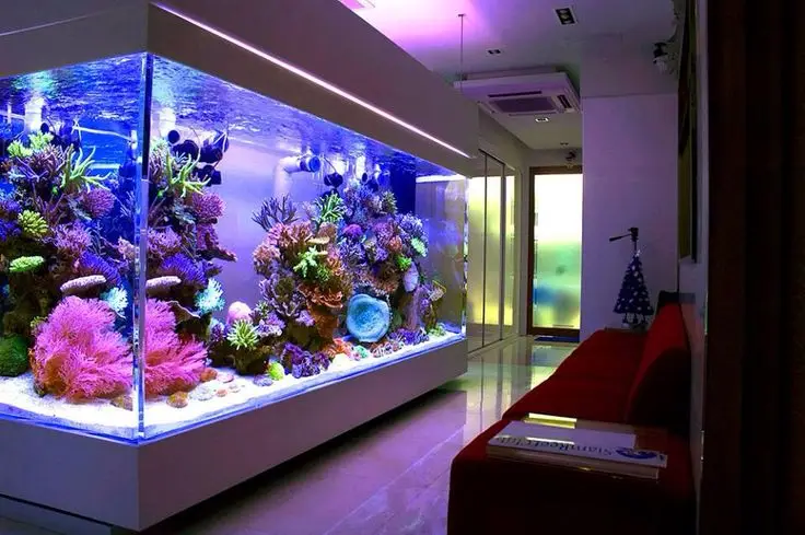 Aquarium Rental and Maintenance