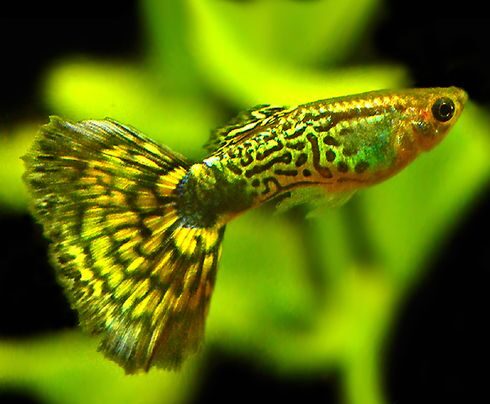 Green Cobra Guppy
