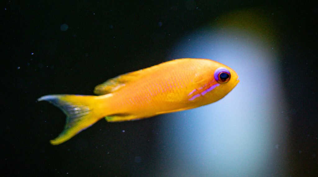 Blue Eye Anthias