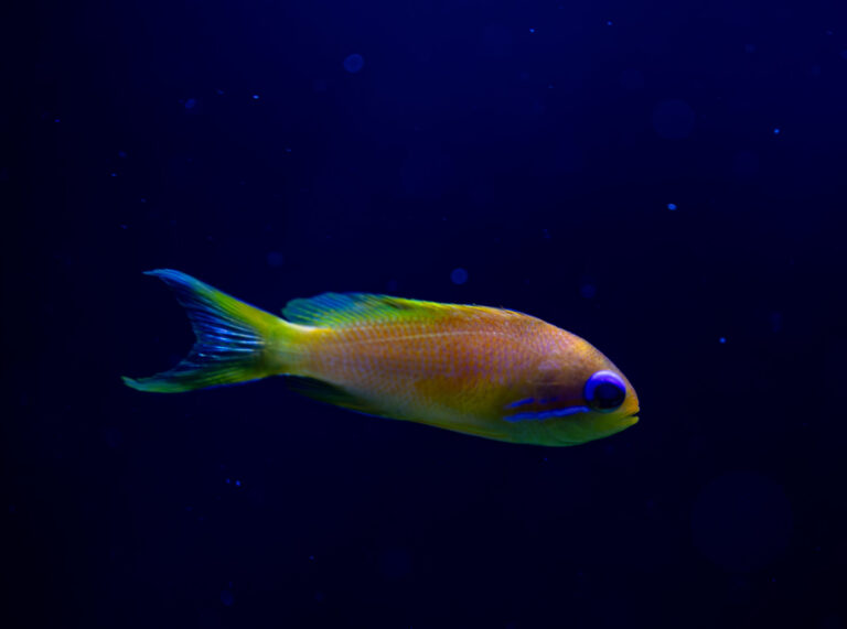 Anthias