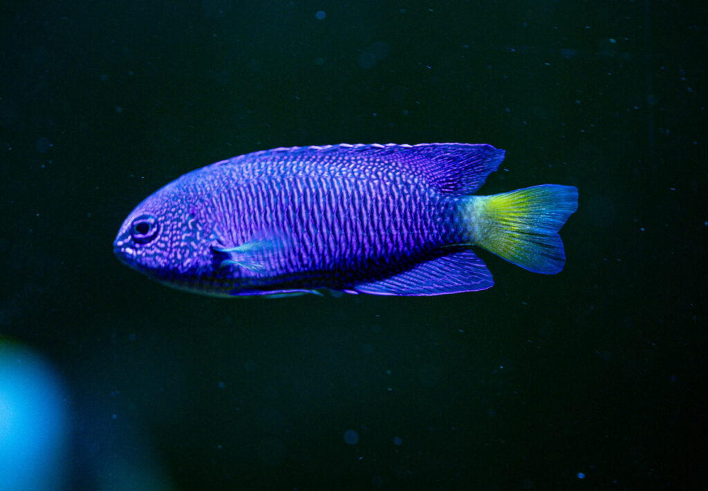 Blue Damsel