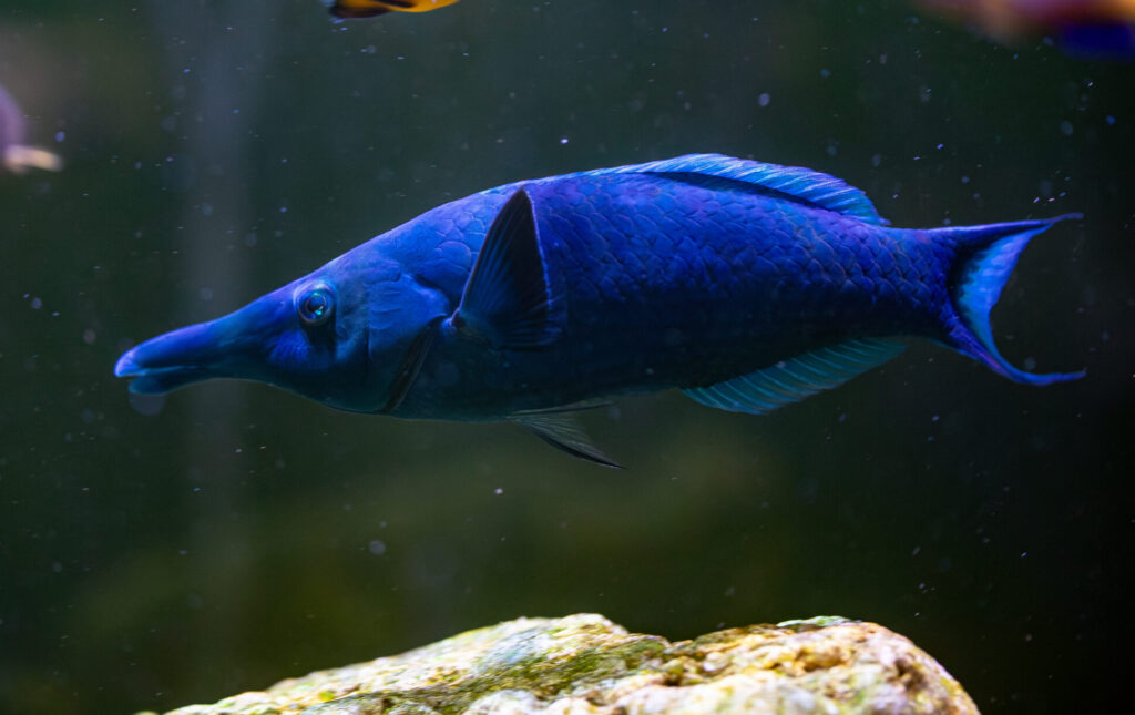 Greenbird Wrasse