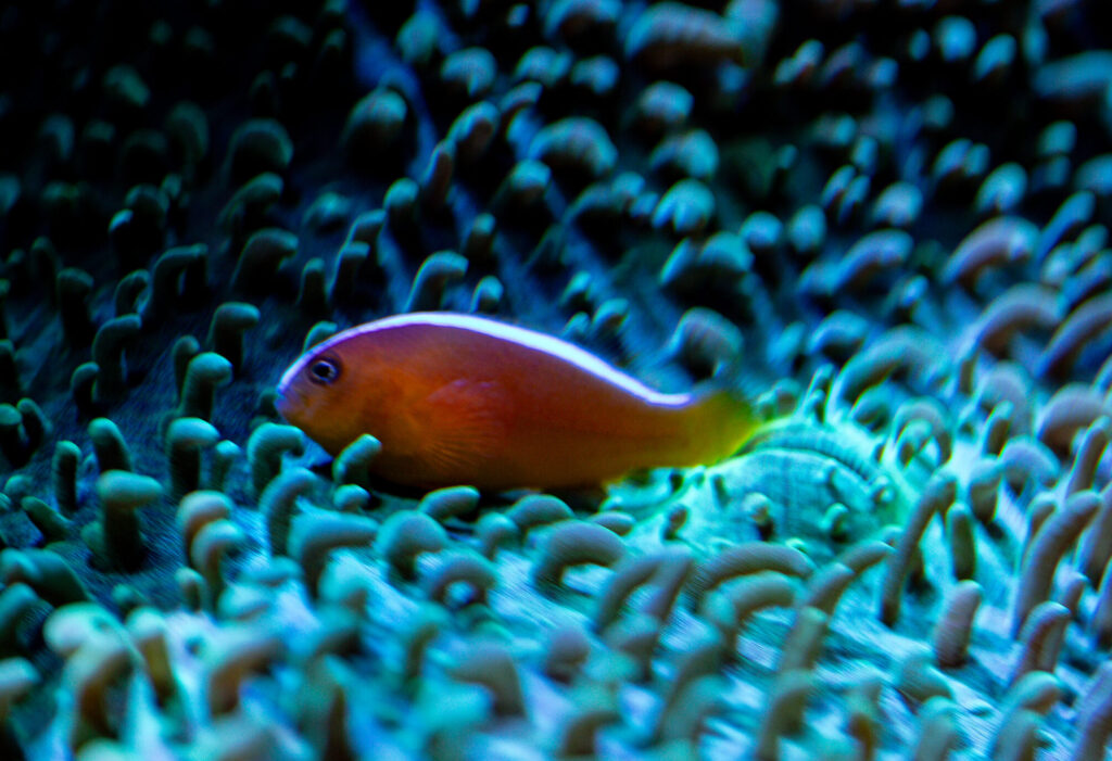Orange Shunk Clown Fish