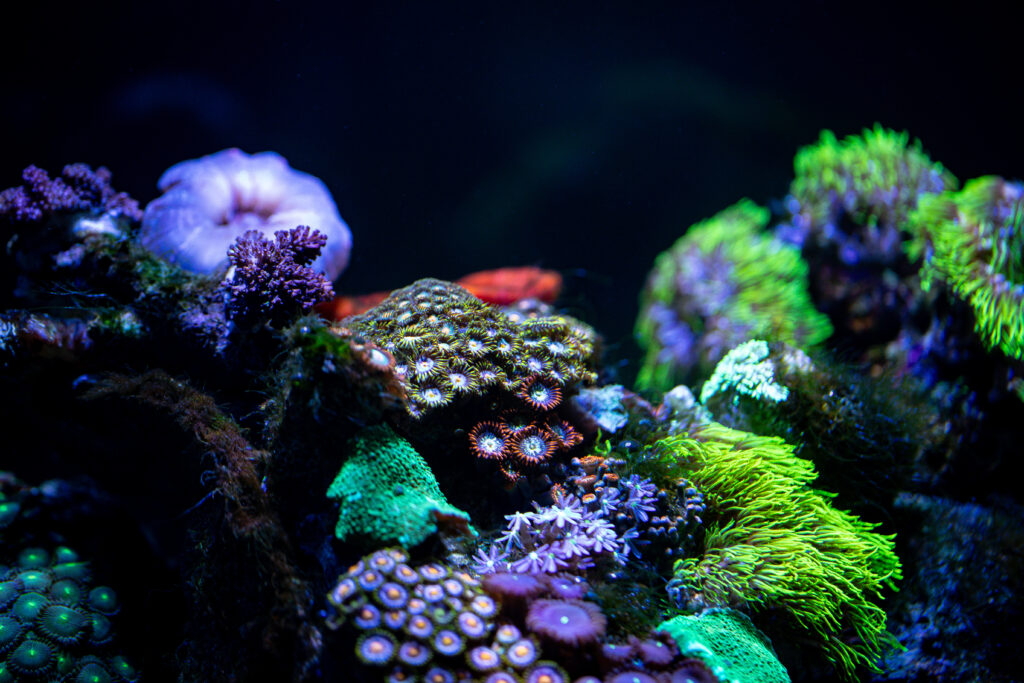 Corals