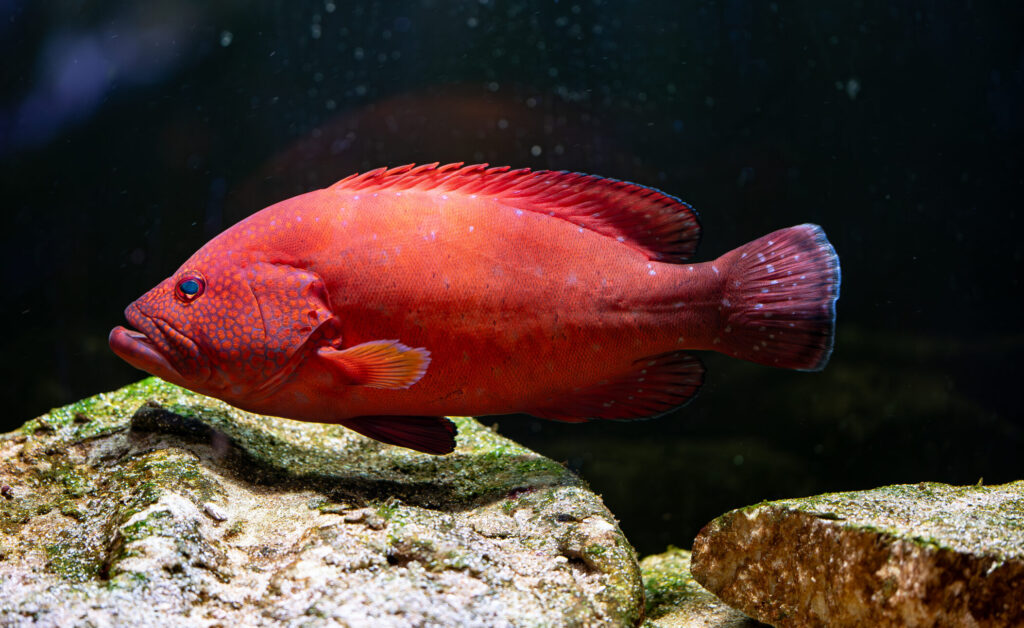Coral Rockcod Grouper