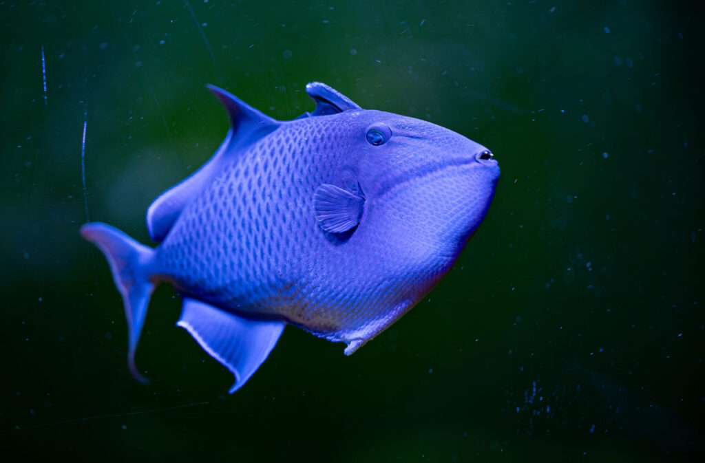 Red Toothed Trigger Fish
