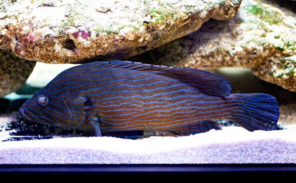 Boneki Grouper
