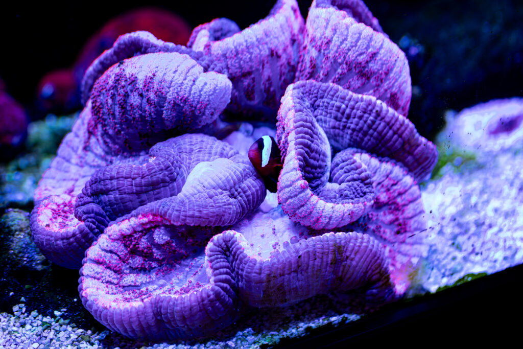Anemone