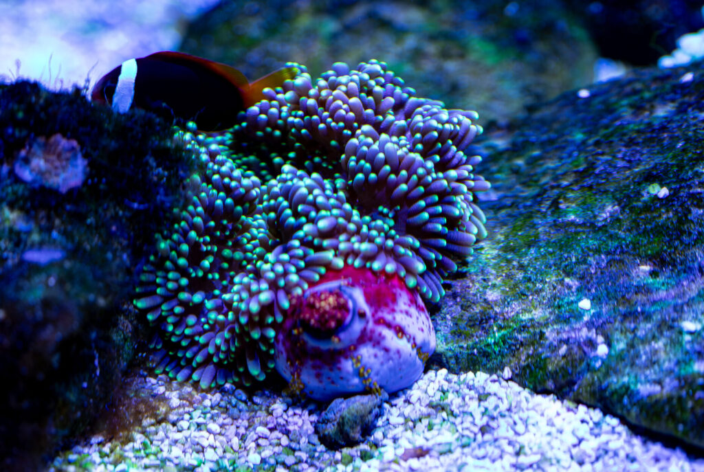 Aurora Carpet Anemone