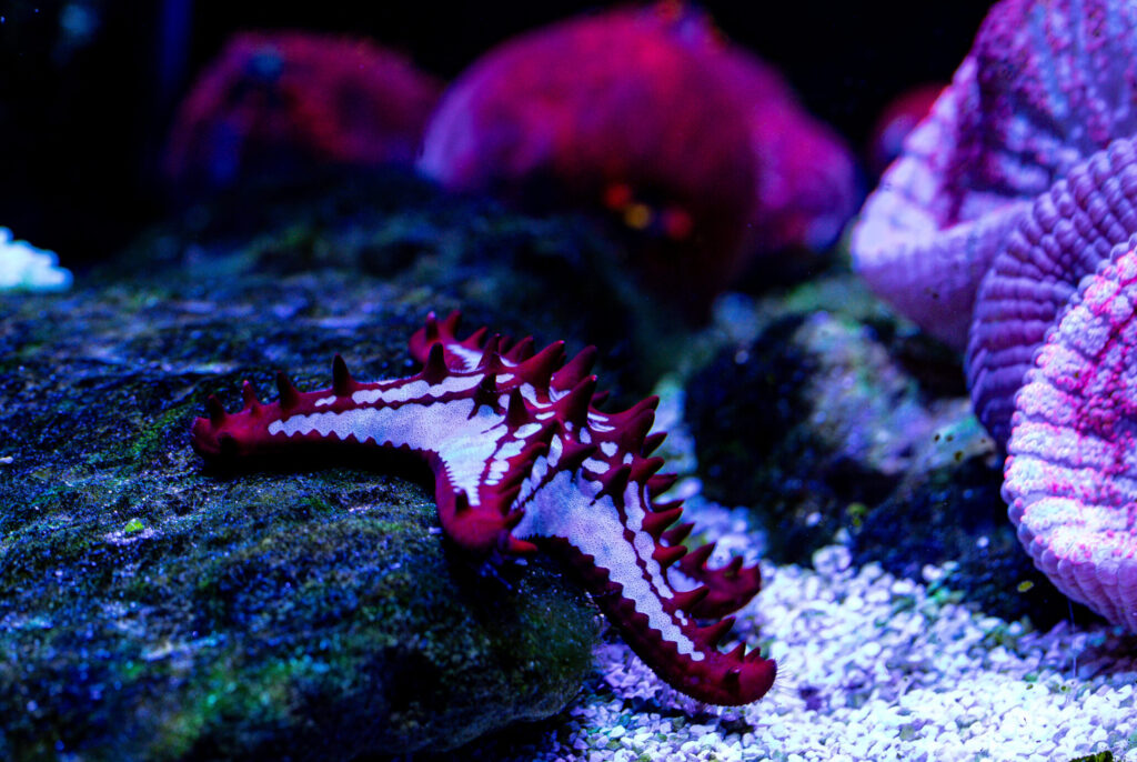Star Fish