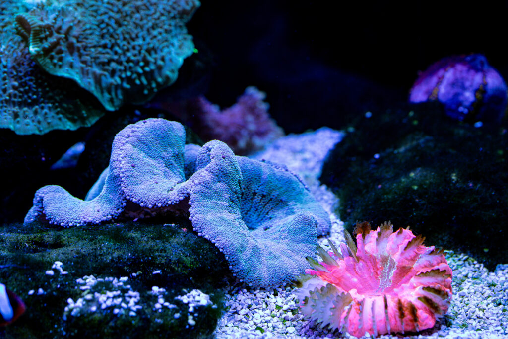 Metalic Green Carpet Anemone