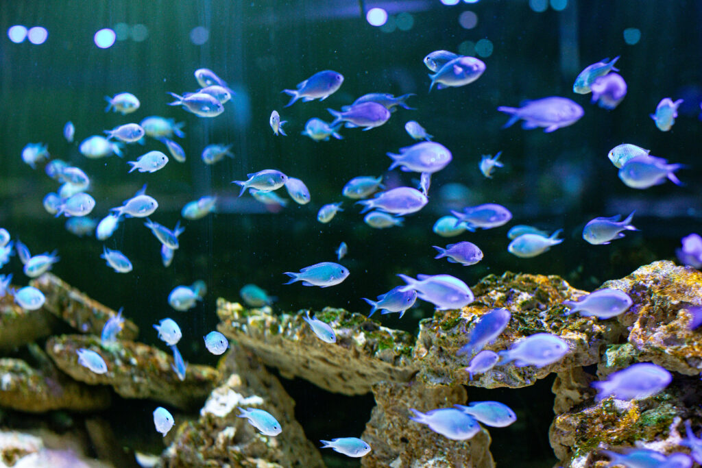 Blue Green Chromis