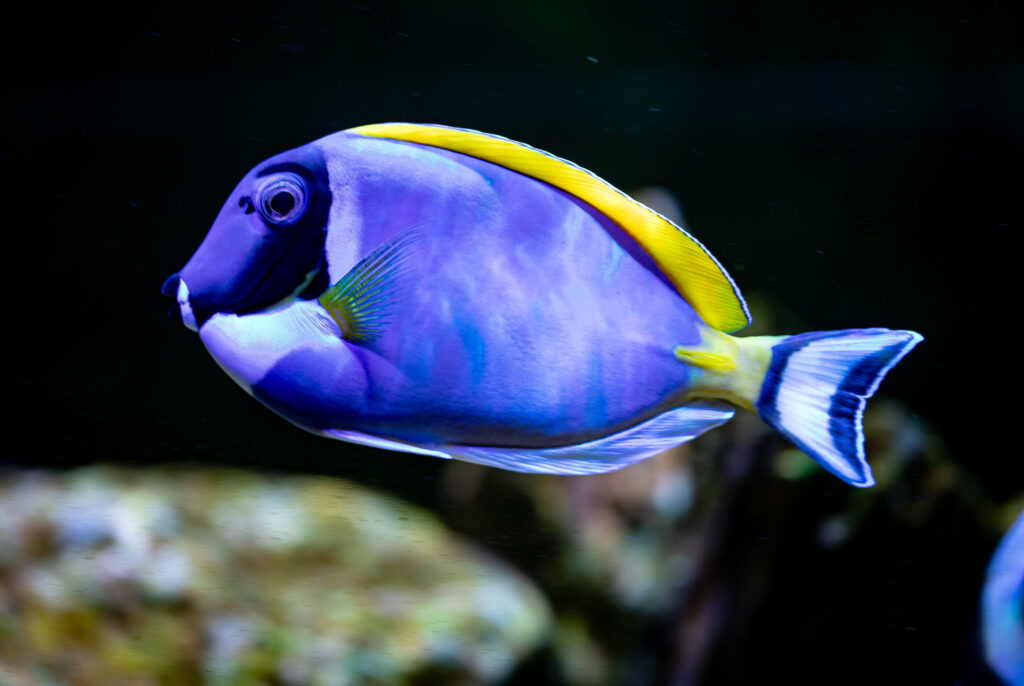 Powder Blue Tang Fish