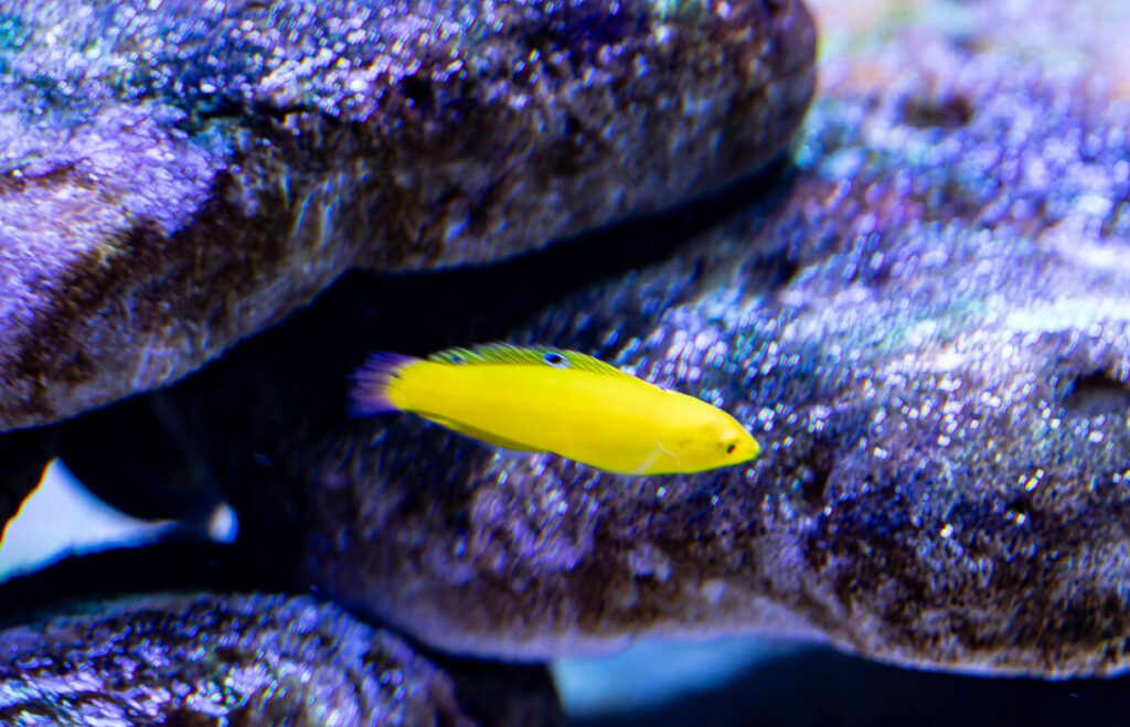 Yellow Wrasse