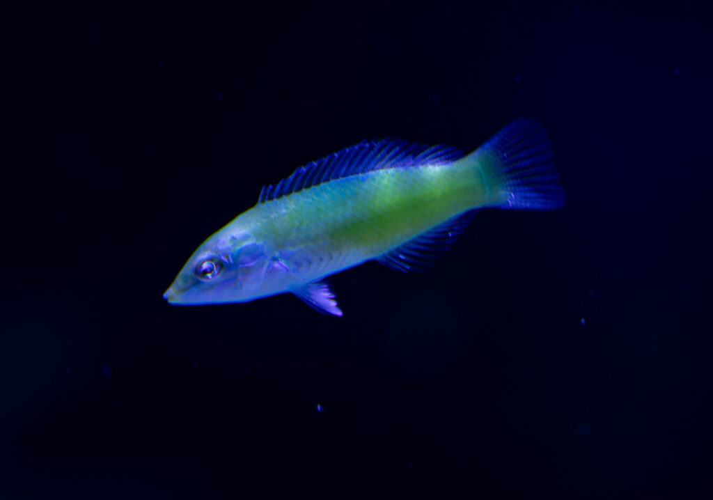 Green Wrasse