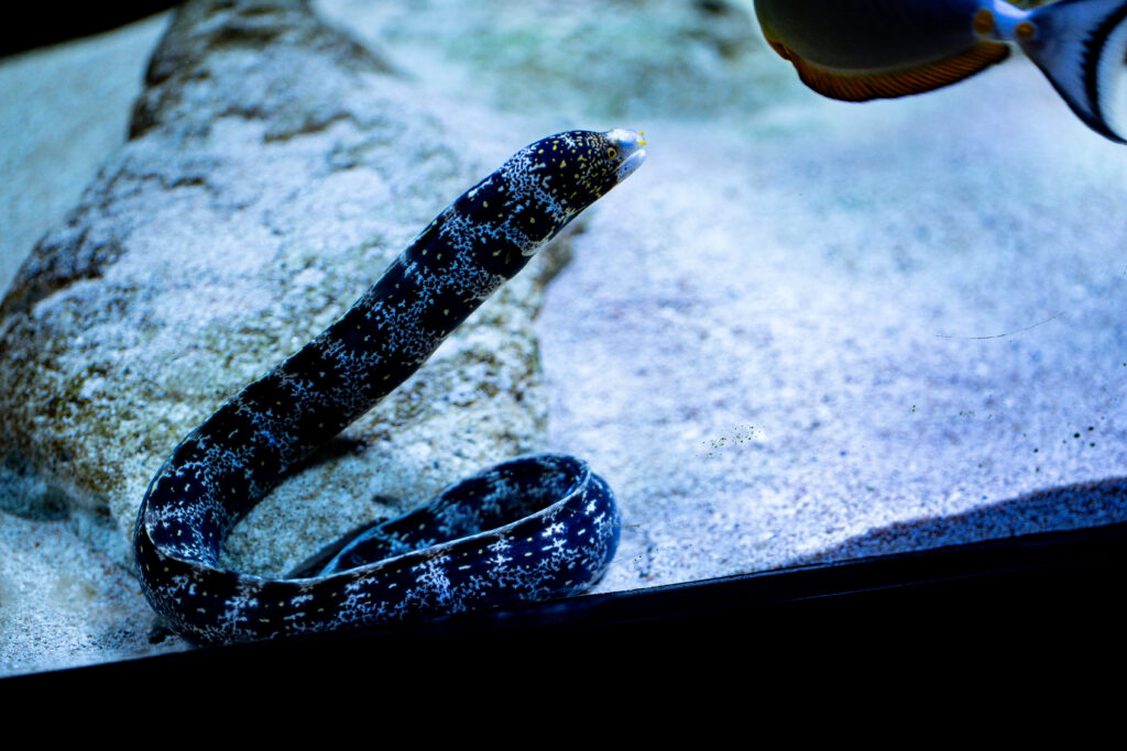 Snowflake Eel