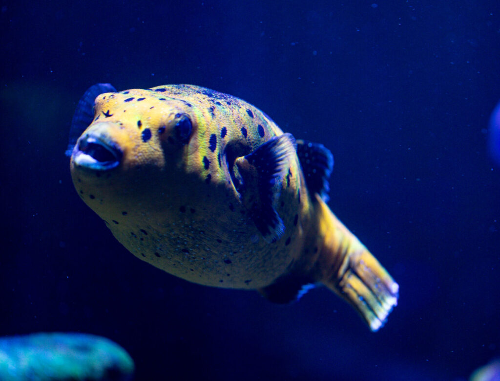 Yellow Dog Fish