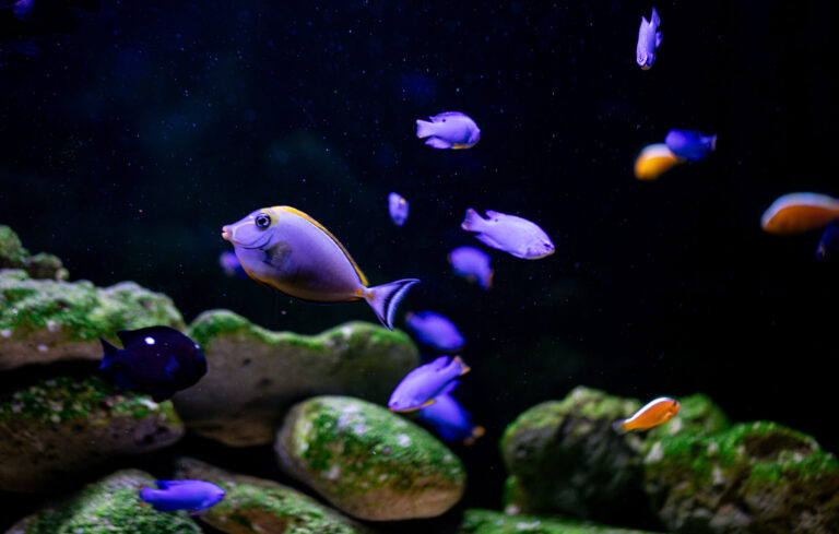Tang Fish