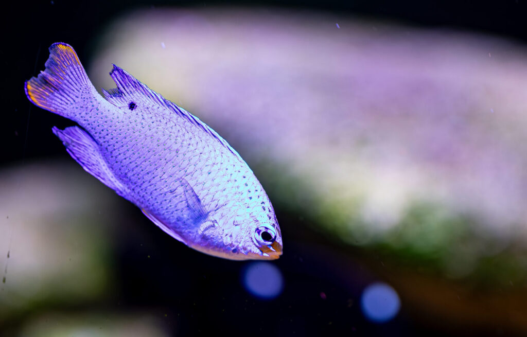 Orangetail Blue Devil Damsel