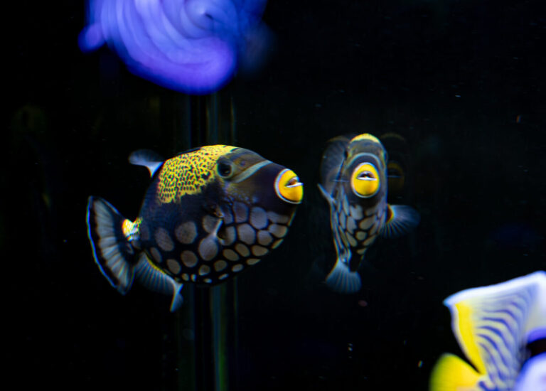 Trigger Fish