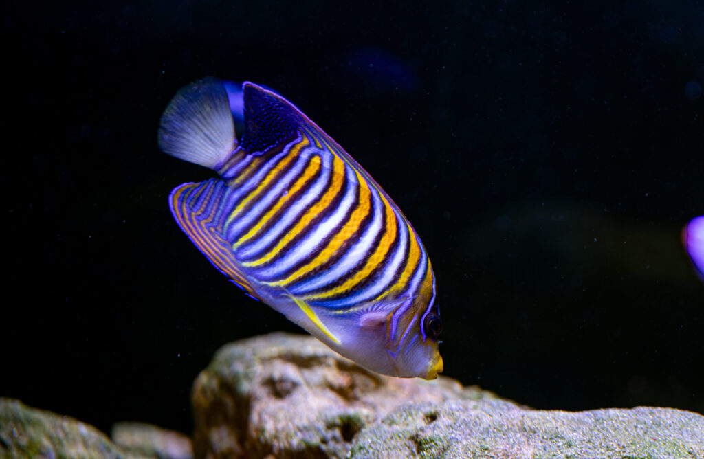 Regal Angel Fish