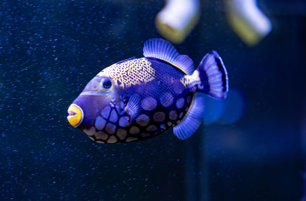 Clown Trigger Fish