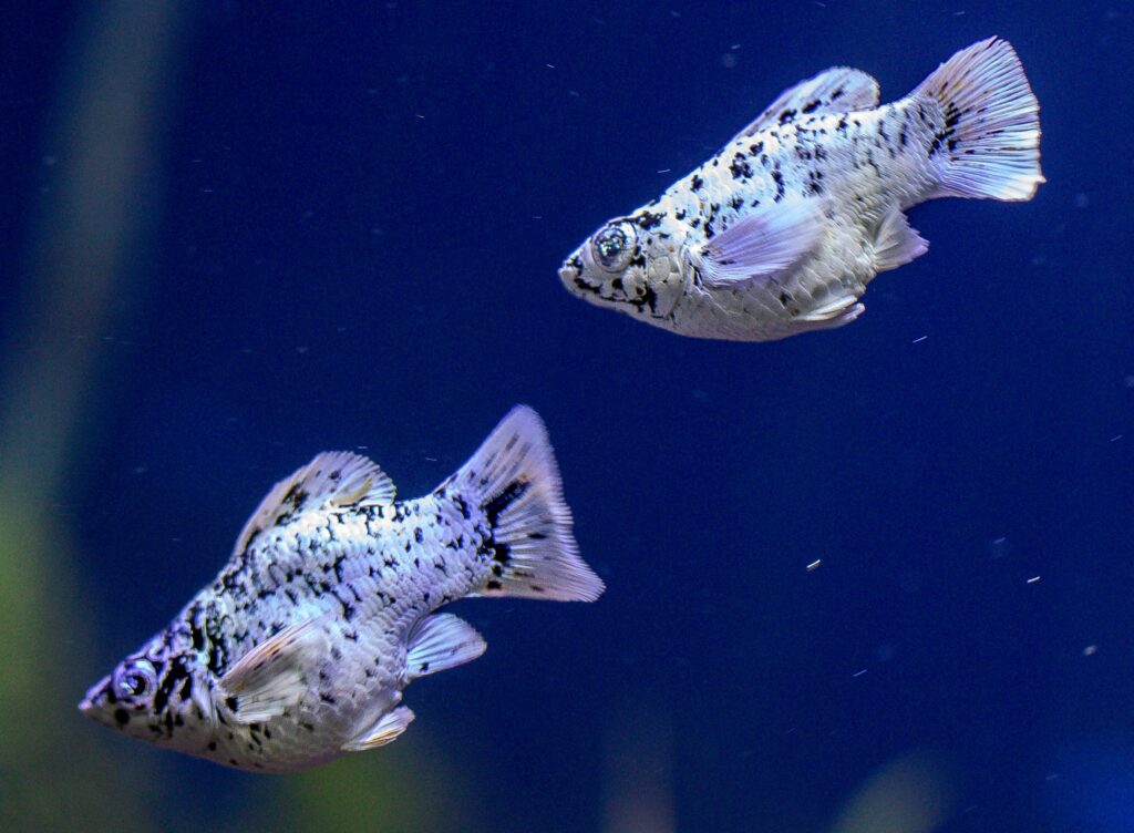 Platinum Dalmetion Roundtail Balloon Molly