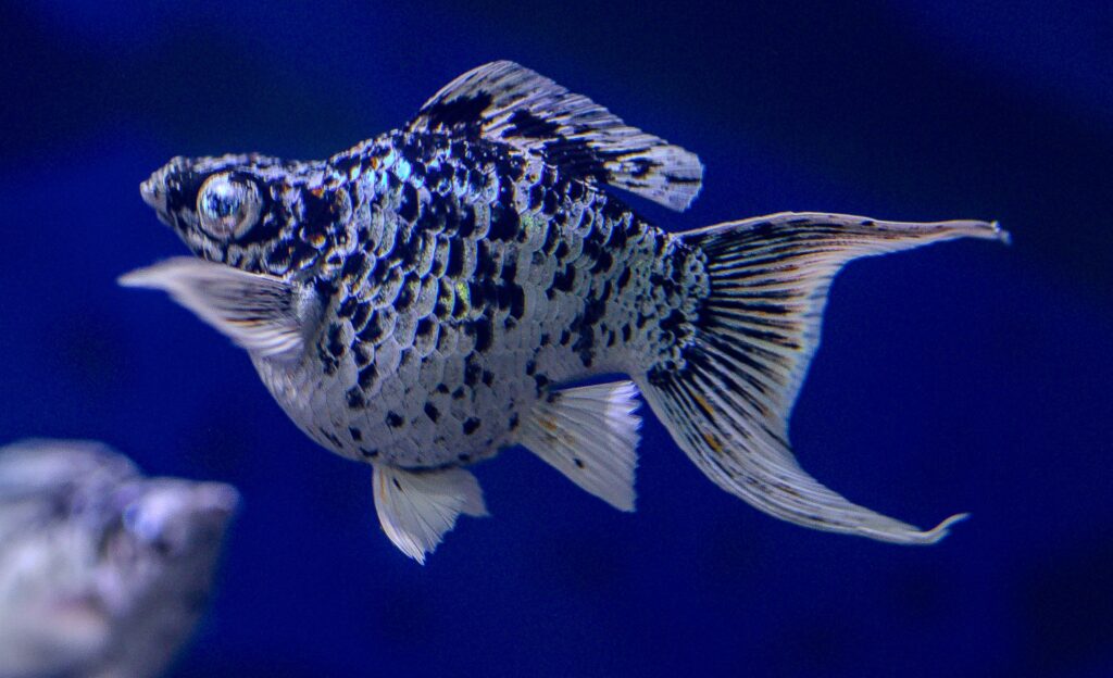 Platinum Dalmetiuan Lyretail Molly
