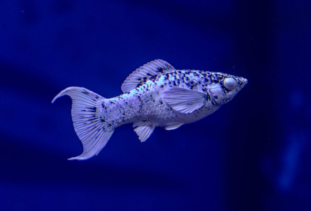 Platinum Dalmetian Long Body Molly