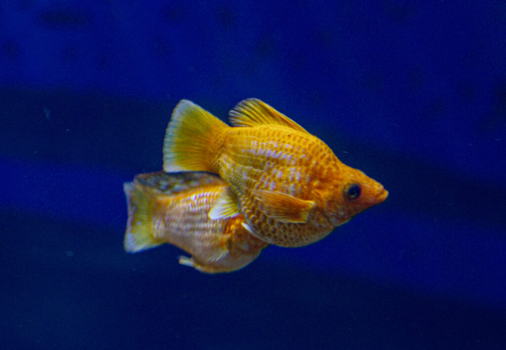 Full Gold Balloon Roundtail Molly
