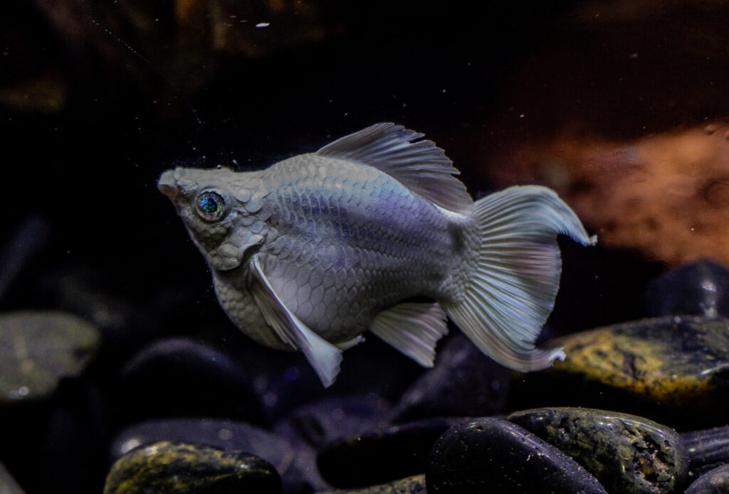 Platinum Blue Eyes Lyretail Balloon Molly