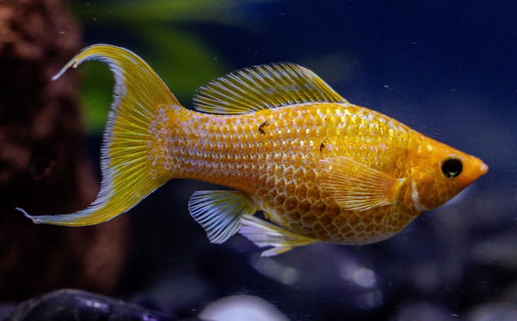 Full Gold Longbody Sailfin Molly