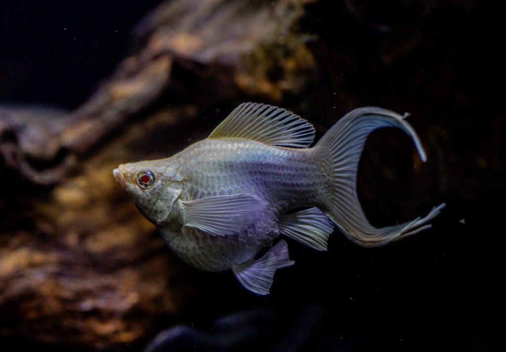 Albino Platinum Lyretail Balloon Molly