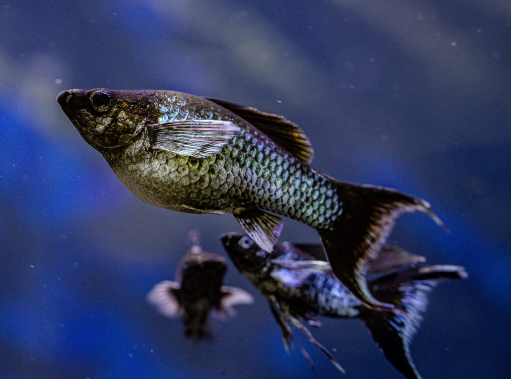 Blue Electric Blue Eye Longbody Molly