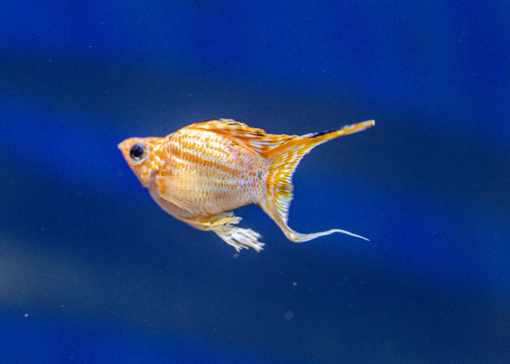 Gold Motif Sailfin Molly