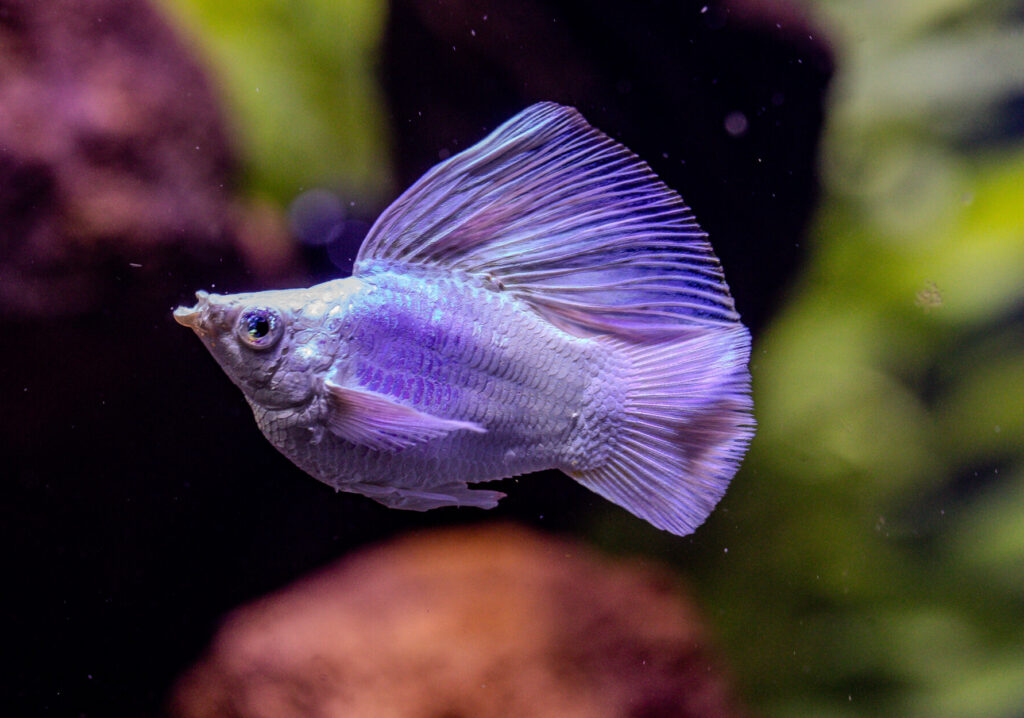 Platinum Blue Eyes Roundtail Balloon Molly