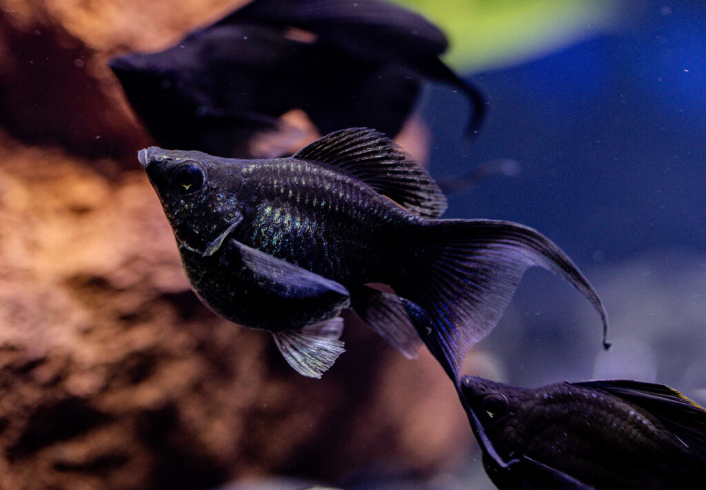 Black Sailfin Lyretail Molly