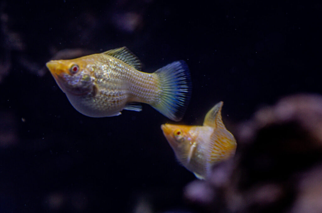 Albino Soft Gold Molly
