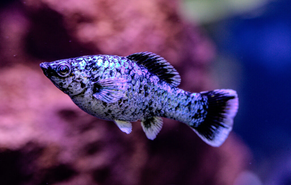 Green Black Spot Molly