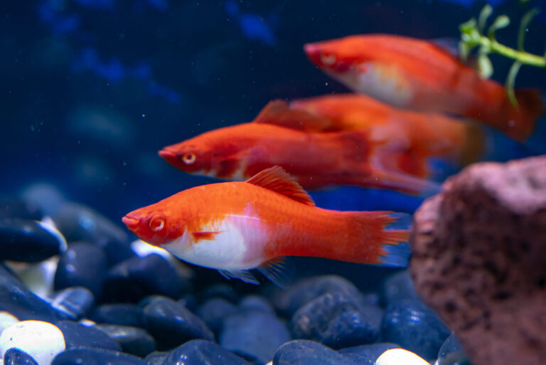 Swordtail Fish