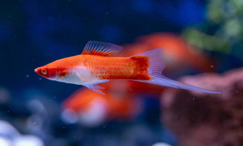 Kohako Swordtail Fish