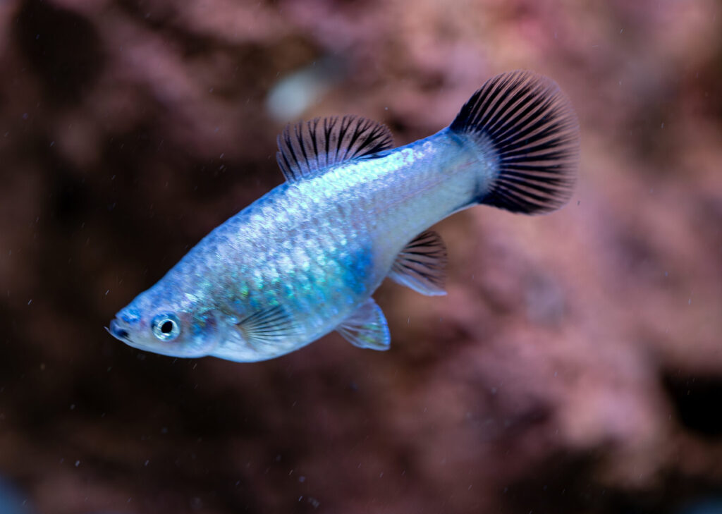 Blue Platy Fish