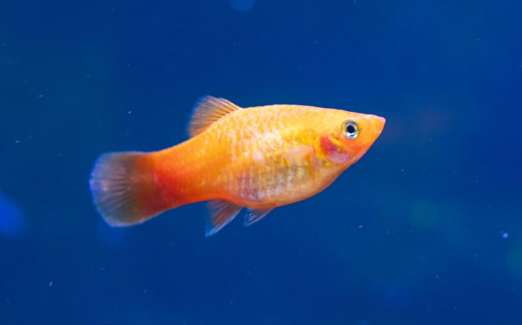 Sunset Mickymouse Platy Fish