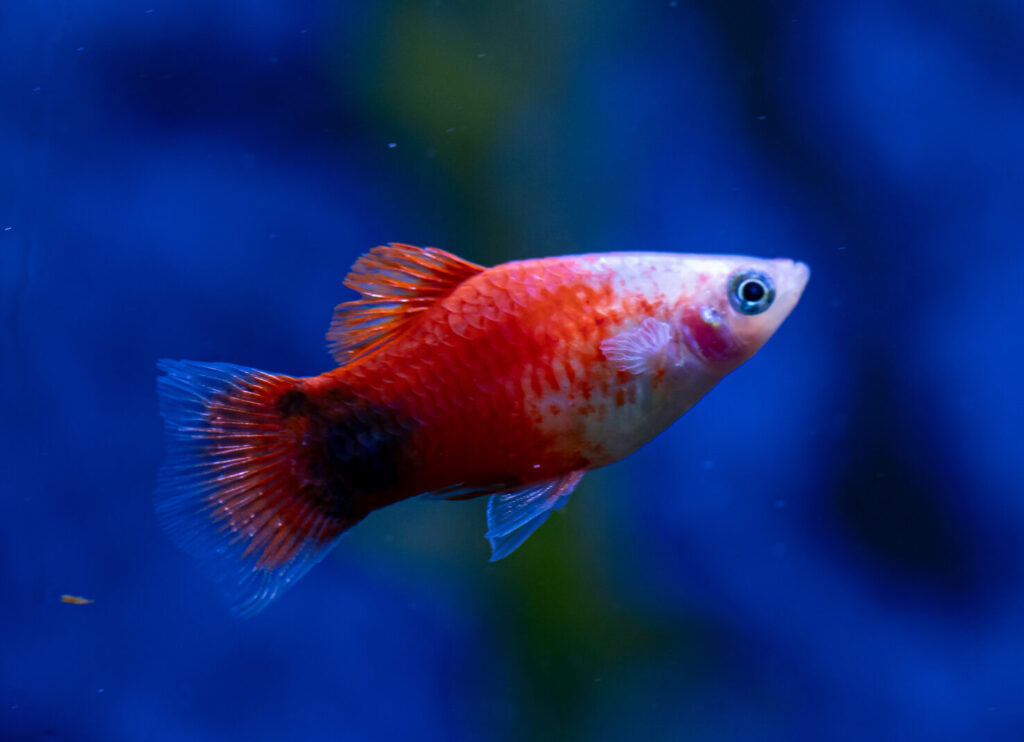 Red Mickymouse Platy Fish