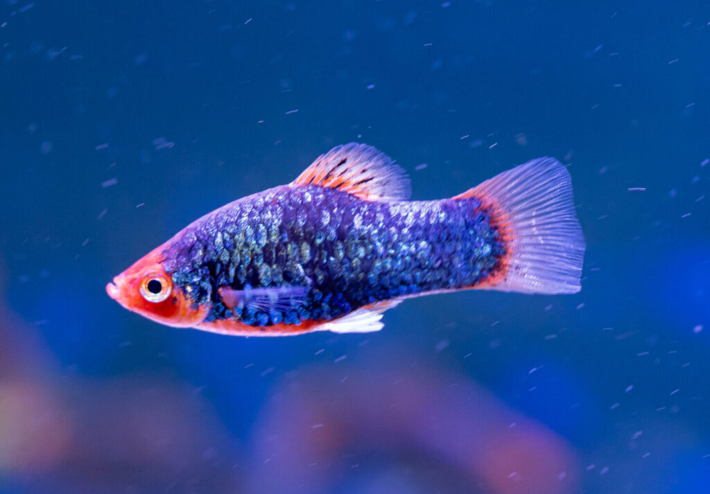 Red Cap Platy Fish