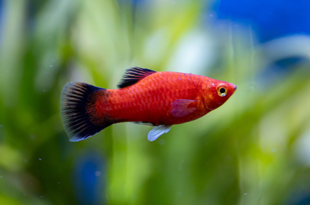 Red Wag Platy Fish