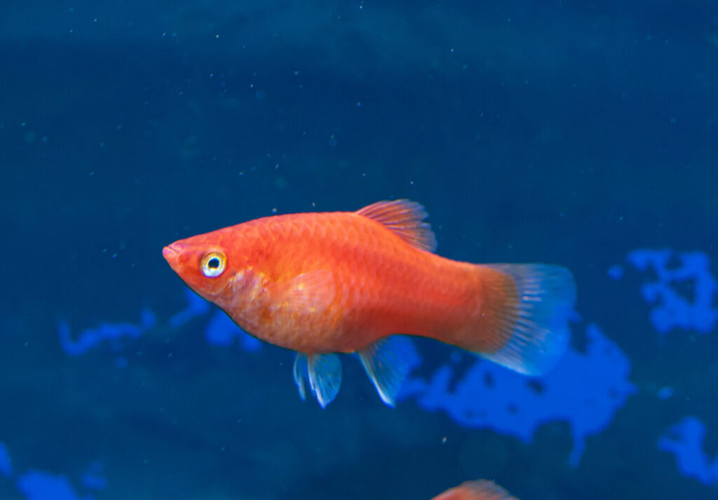 Red Platy