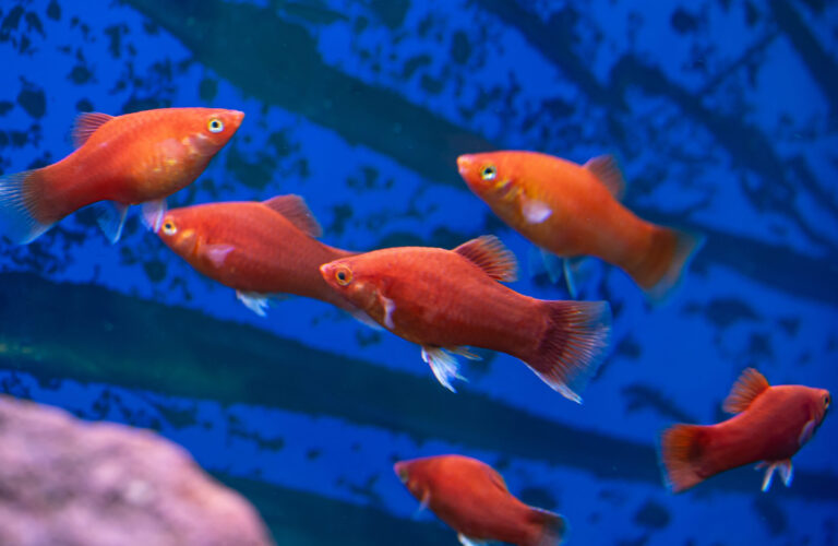 Platy Fish